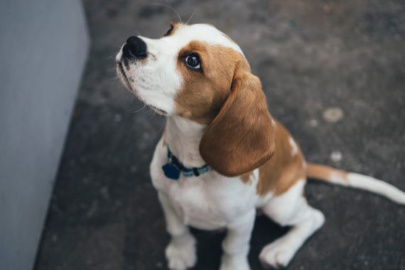 Small dog sitting and looking up