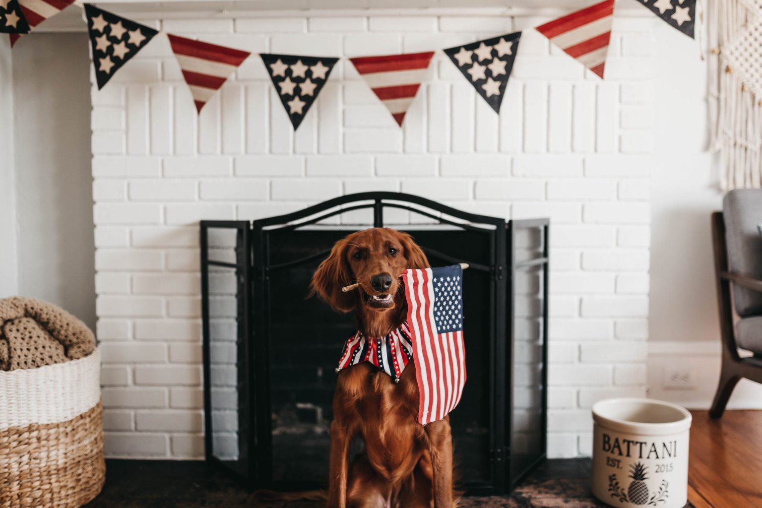 Dog with American flag in mouth for Fourth of July