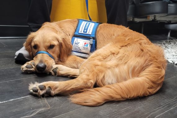 Service dog lying down on ground