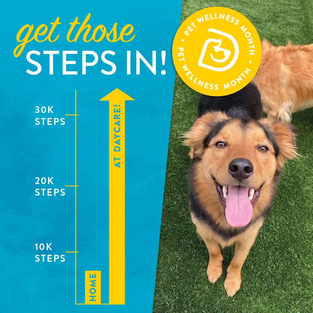 How Many Steps Does Your Dog Take Every Day? Dogtopia