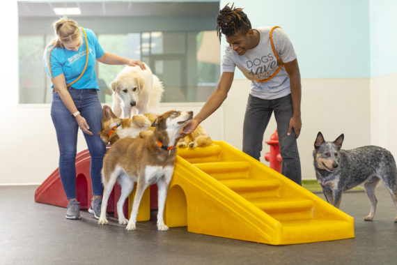 Two Canine Coaches petting a group of dogs inside a Dogtopia playroom.