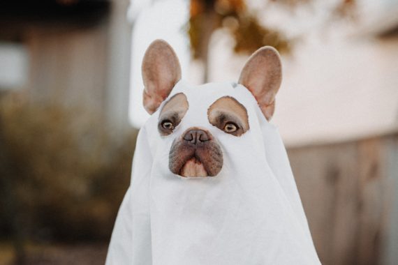 A dog outside with a ghost costume on.