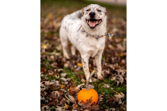 A dog on a leash behind a small pumpkin on the ground.