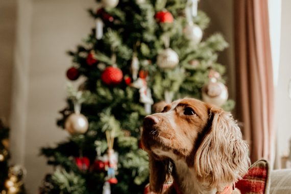 A dog sitting on a chair in front of a Christmas tree.