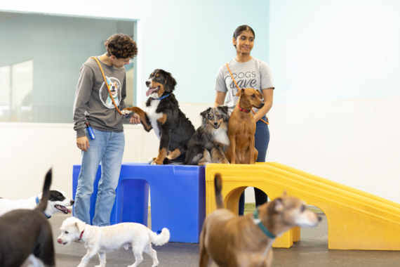 Two Dogtopia Canine Coaches in playroom with a group of dogs.