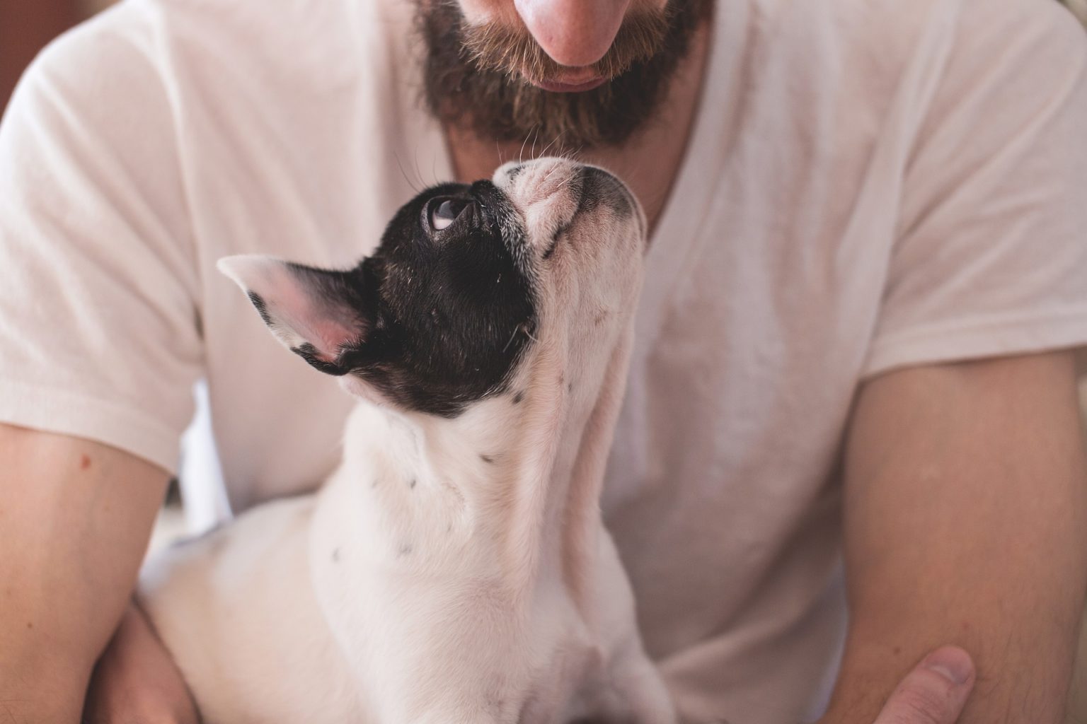Small dog looking up at man