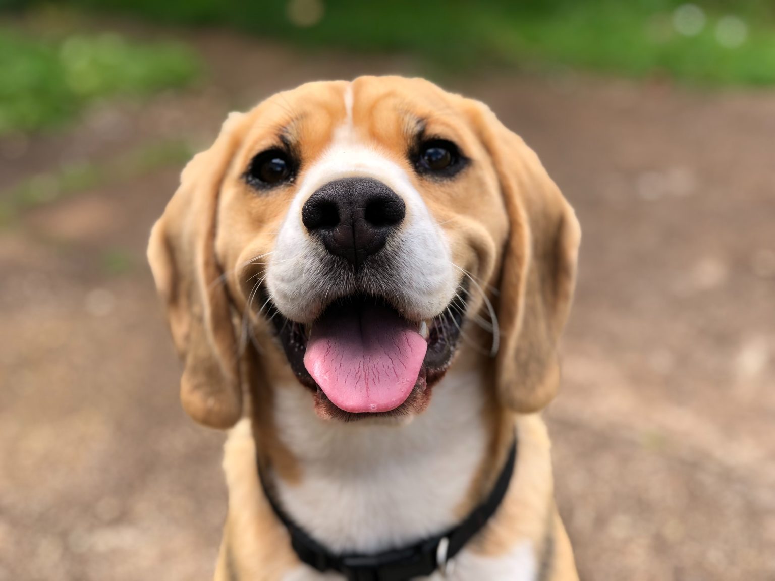 Dog looking into camera
