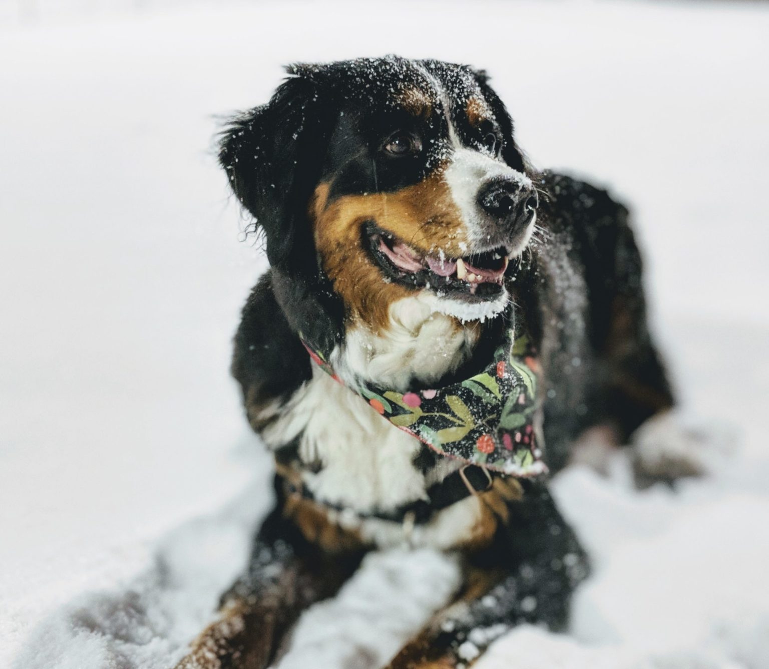 A dog laying down in snow.