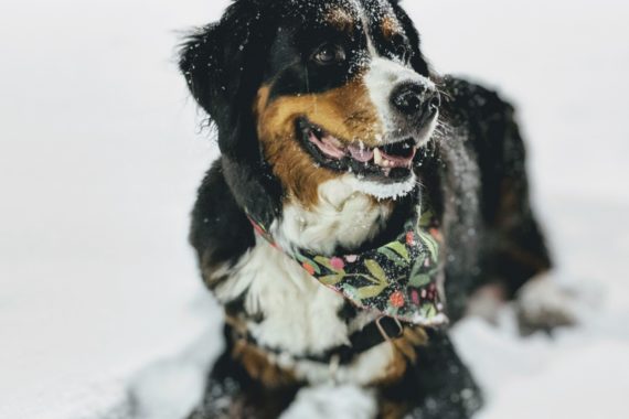 A dog laying down in snow.