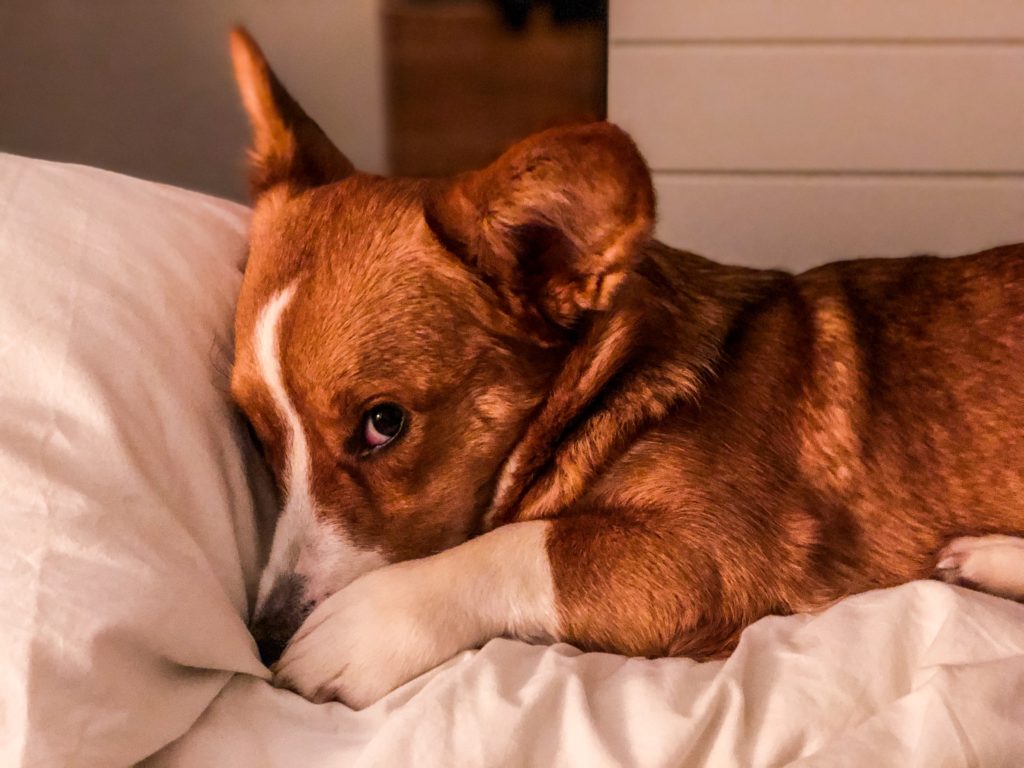 Small dog snuggling into pillow