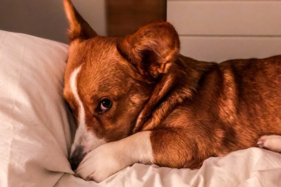 Small dog snuggling into pillow