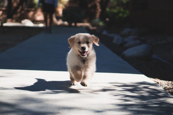 Lab puppy running on sidewalk