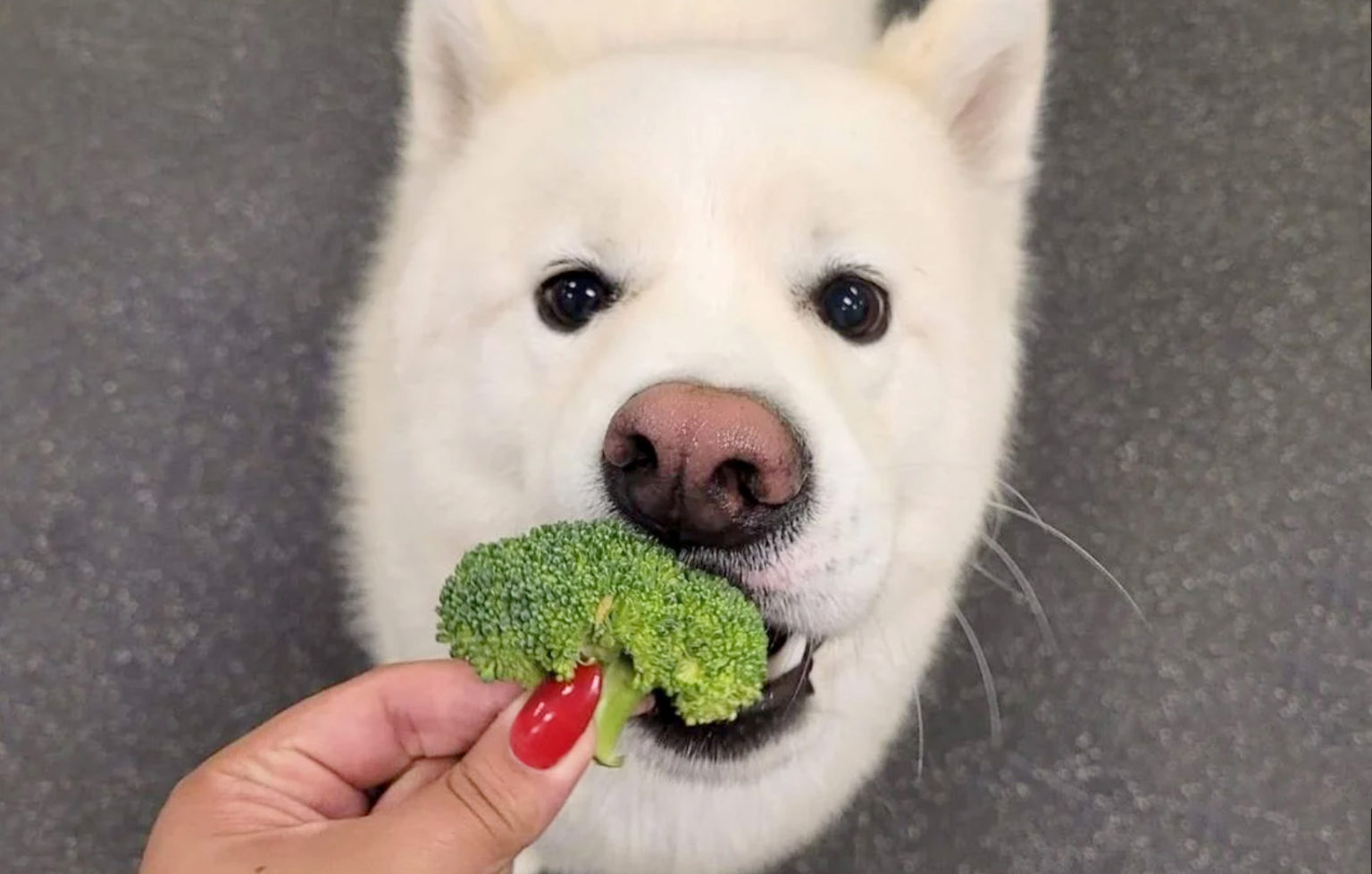 A hand holding a broccoli floret at a dog's mouth