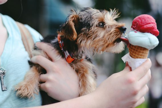 Dog eating hot sale snacks