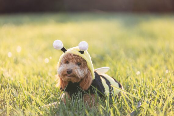 Puppy deals halloween costumes