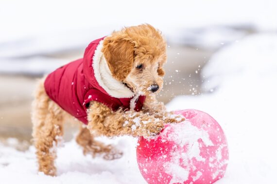 Exercising dog hot sale in winter