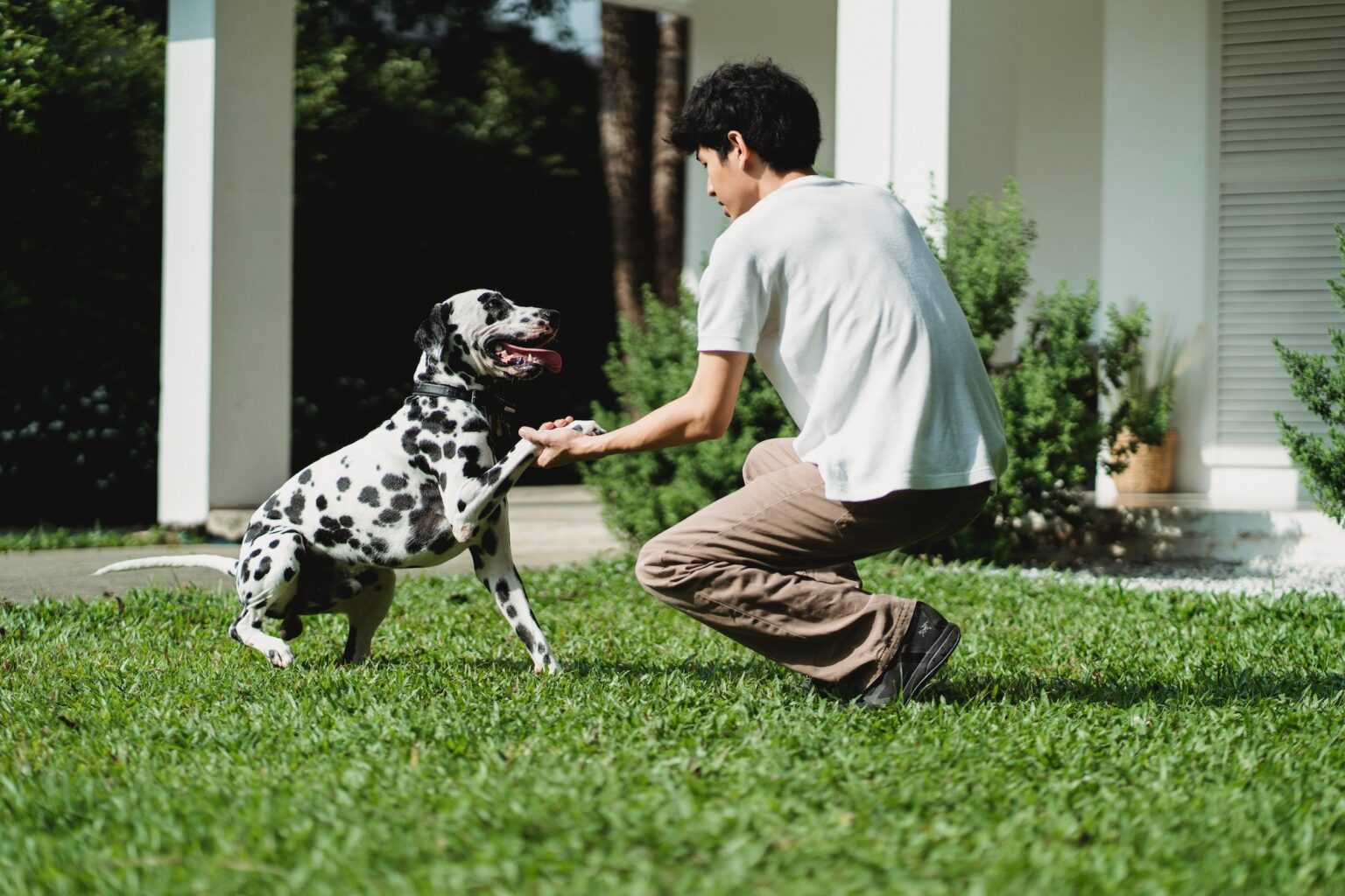 Dog, Dalmatian breed, giving paw to male dog owner outside on grass