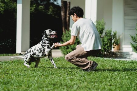 Dog, Dalmatian breed, giving paw to male dog owner outside on grass