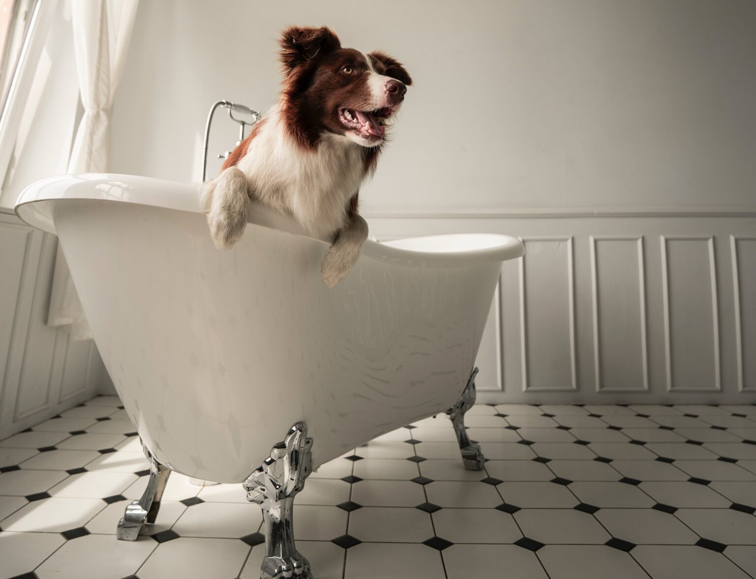 Brown and white dog inside white, claw-tooth bathtub