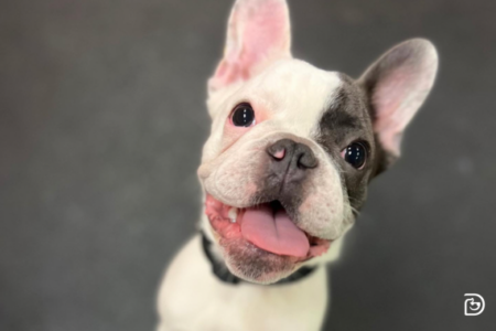 Grey and white dog, French Bulldog breed, looking up and smiling