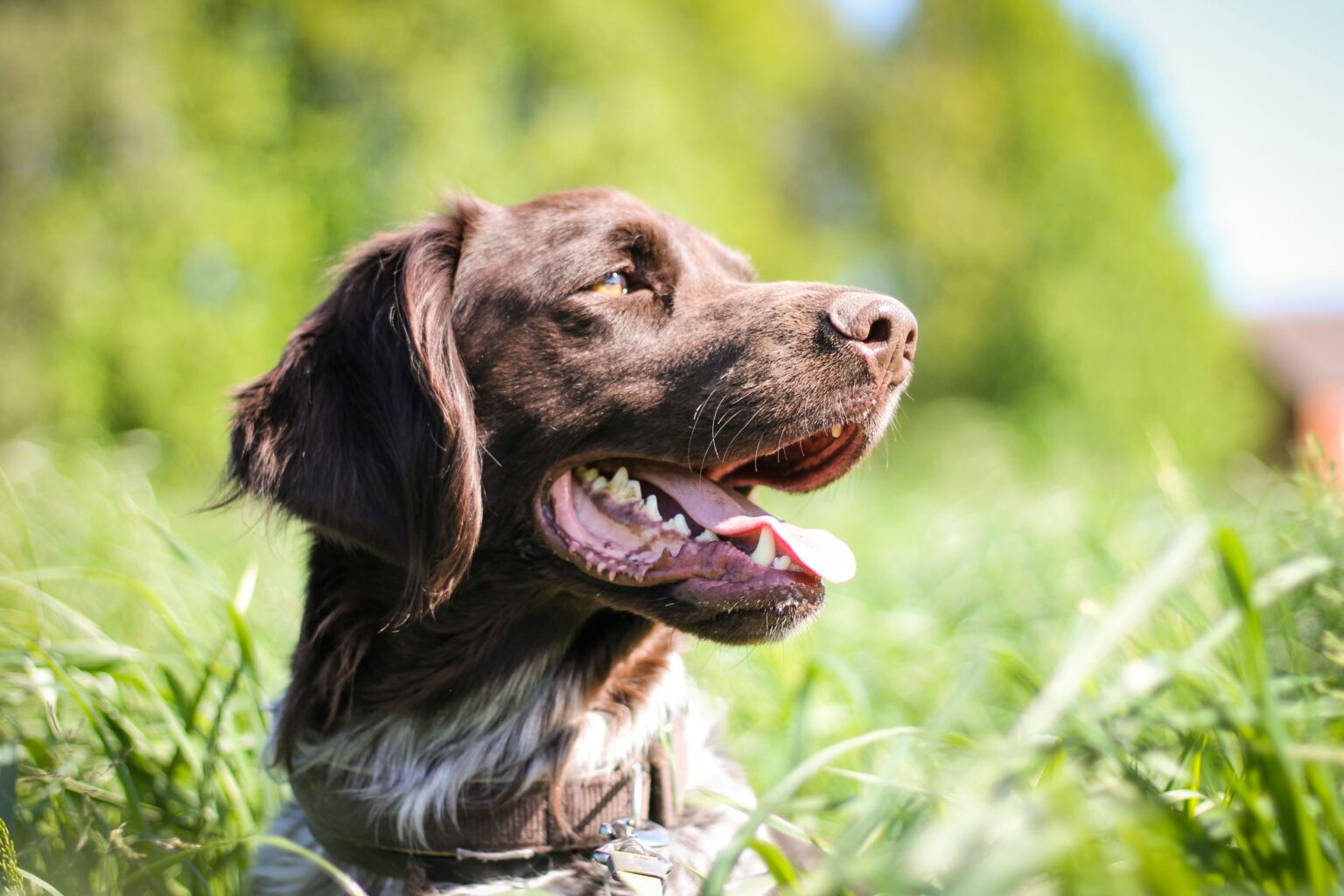 Brown and white dog, retriever breed, laying outside in grass looking to the side