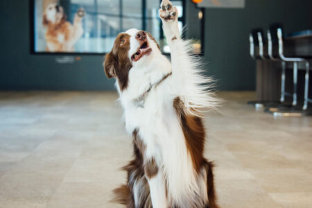Training dog to raise their paw