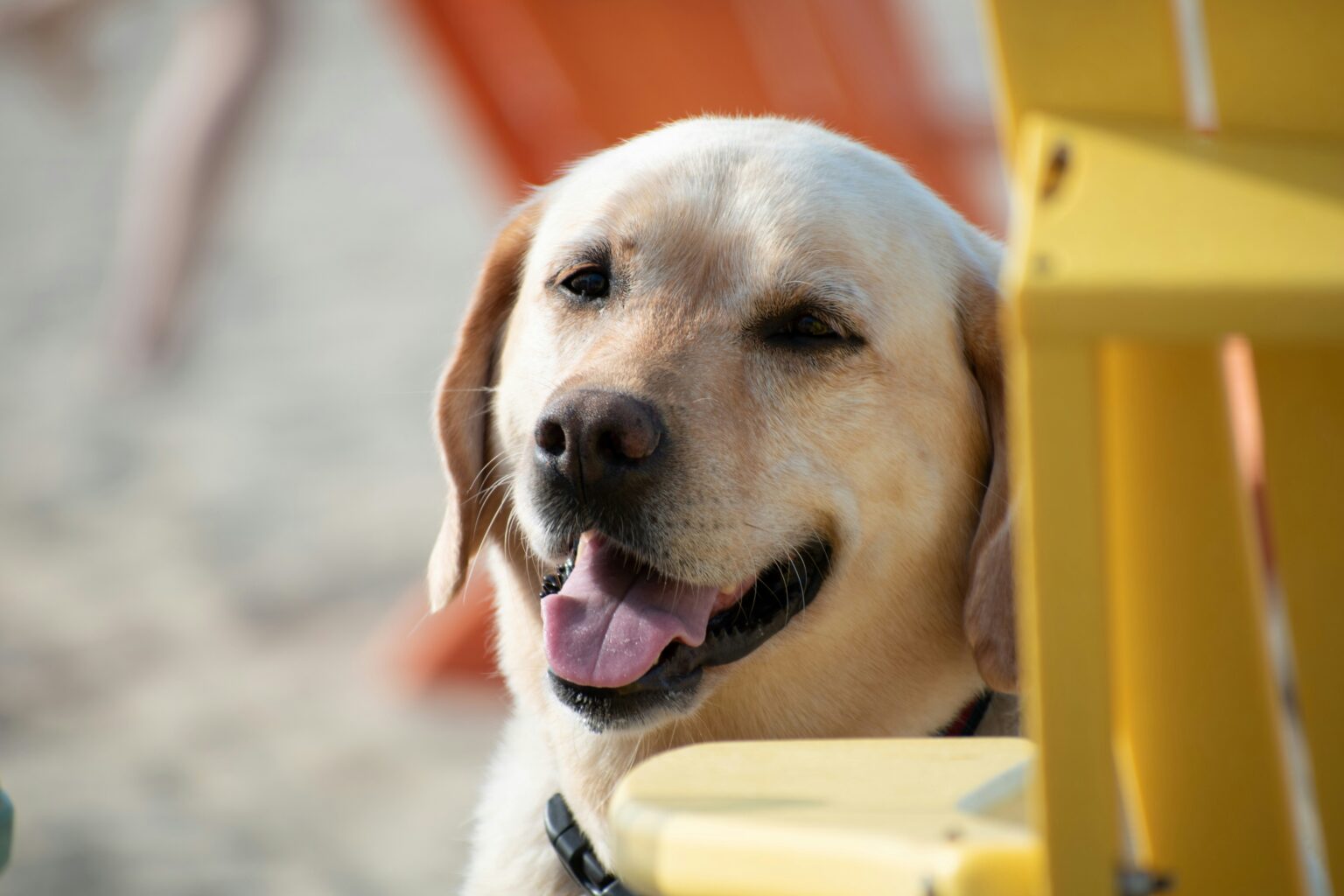 A labrador retriever dog outside sitting by colorful chairs