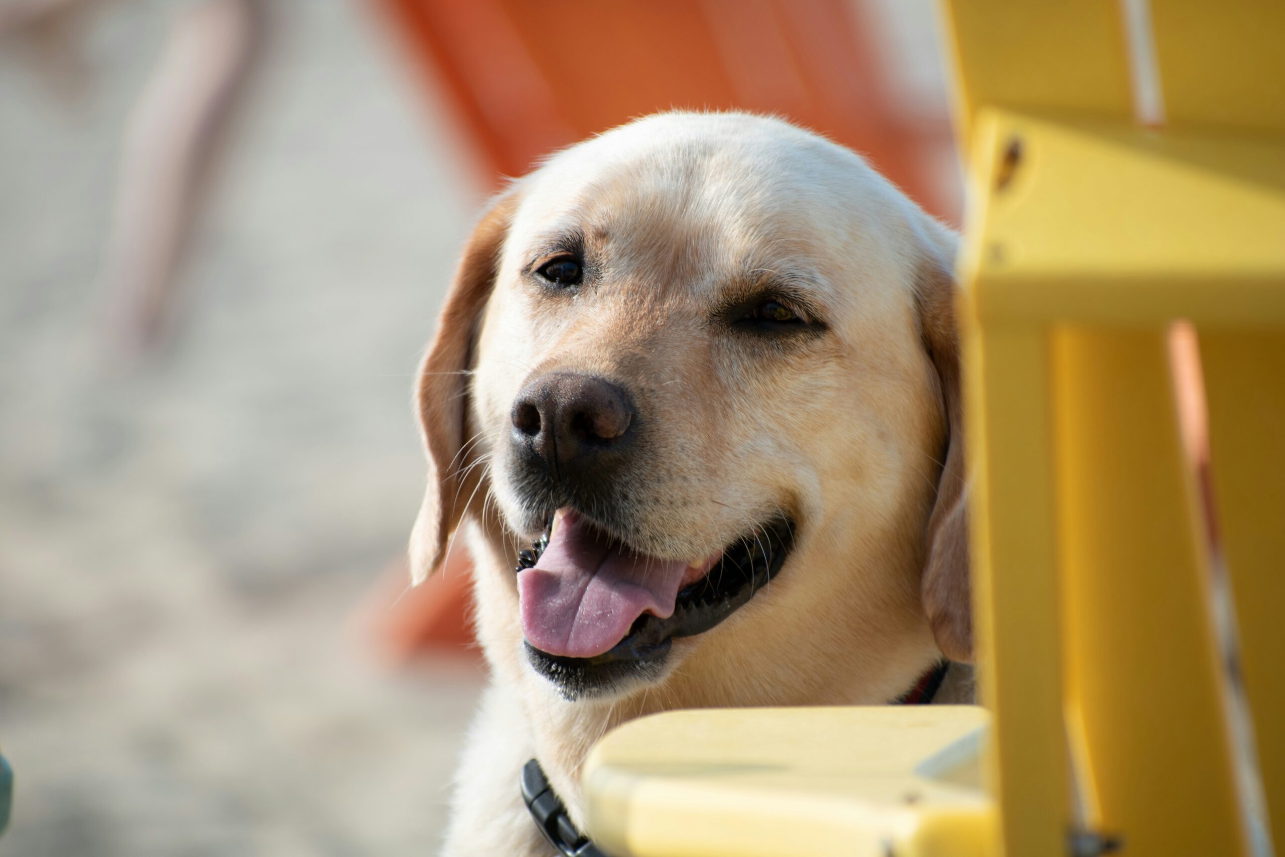 How to Get Your Dog Summer Ready