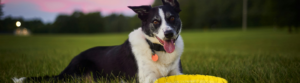 A black and white, medium-sized dog outside laying on the grass with a yellow frisbee by front paws