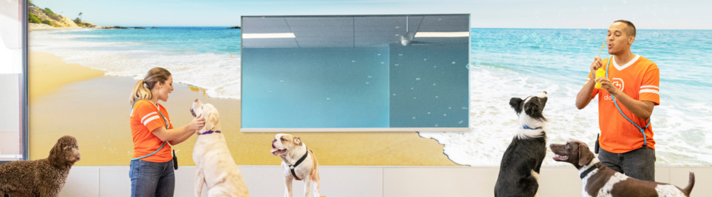 A group of dogs in a Dogtopia dog daycare playroom with two Canine Coaches