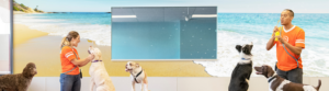A group of dogs in a Dogtopia dog daycare playroom with two Canine Coaches