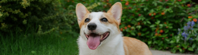 A smiling corgi outside