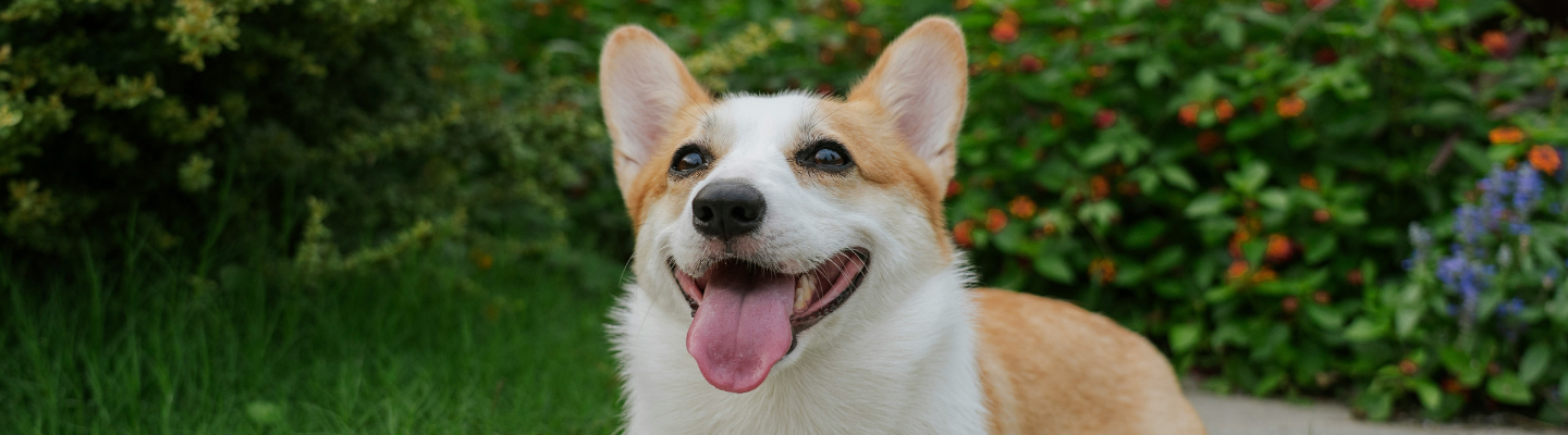 A smiling corgi outside