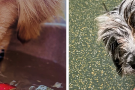A dog on the left side of the image eating apple slices in water and dog on the right side of the image eating a frozen dog treat