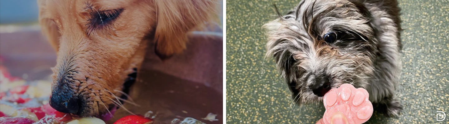 Hydration Hacks: Creative Ways to Encourage Dogs to Drink More Water