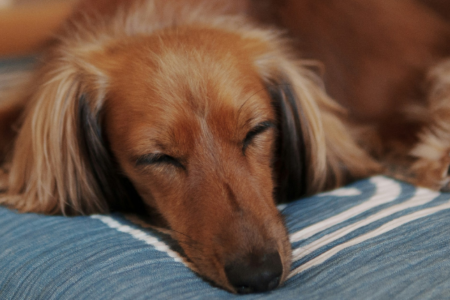 A small dog sleeping on a pillow