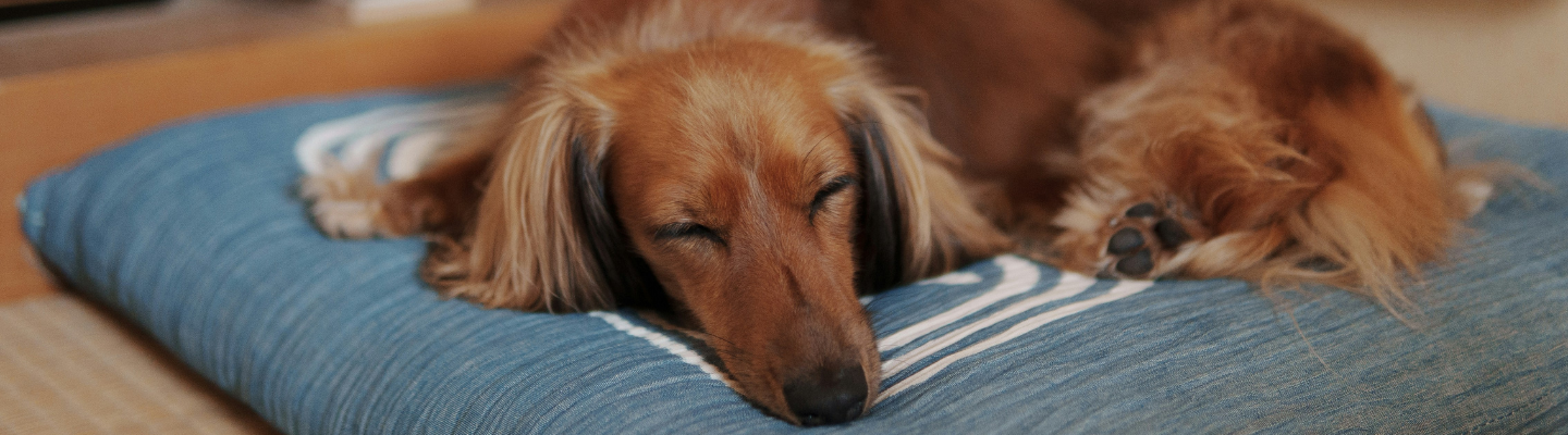 The Importance of a Midday Rest for Dogs During Summer Activity