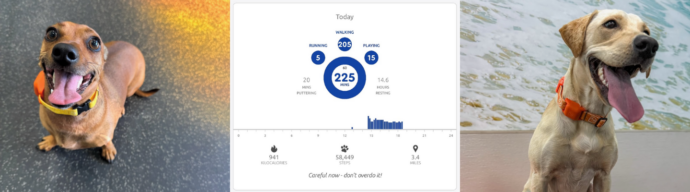 Two dogs wearing Dogtopia's DASH activity monitor, with a DASH interface displaying activity stats