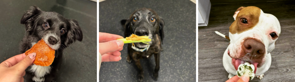 Dogs at Dogtopia daycare eating vegetables and treats