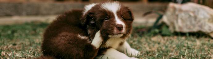 A small dog outside laying on grass using their leg to scratch