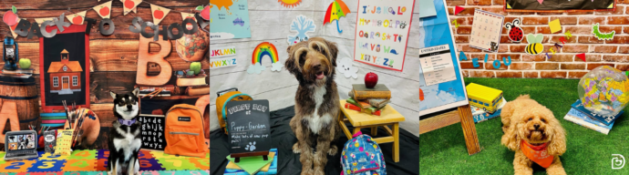 Three Dogtopia daycare dogs pose in colorful back-to-school-themed photo sets featuring backpacks, books, globes, alphabet decorations, a school bus, and classroom props.