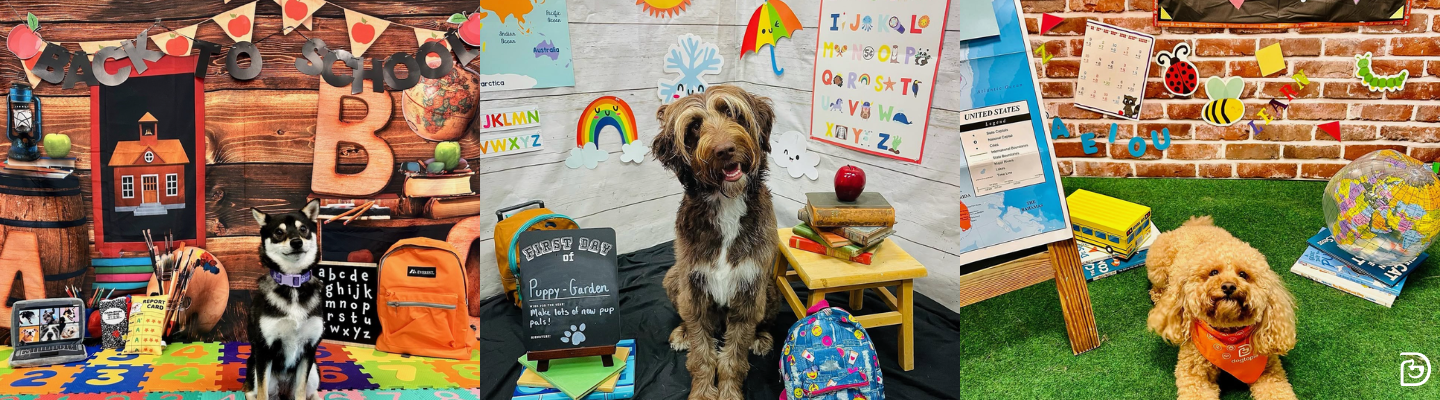 Three Dogtopia daycare dogs pose in colorful back-to-school-themed photo sets featuring backpacks, books, globes, alphabet decorations, a school bus, and classroom props.