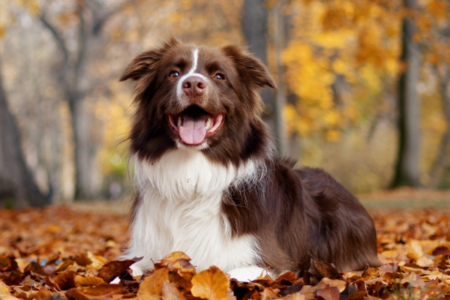 A dog laying on a pile of autumn-color leaves outside