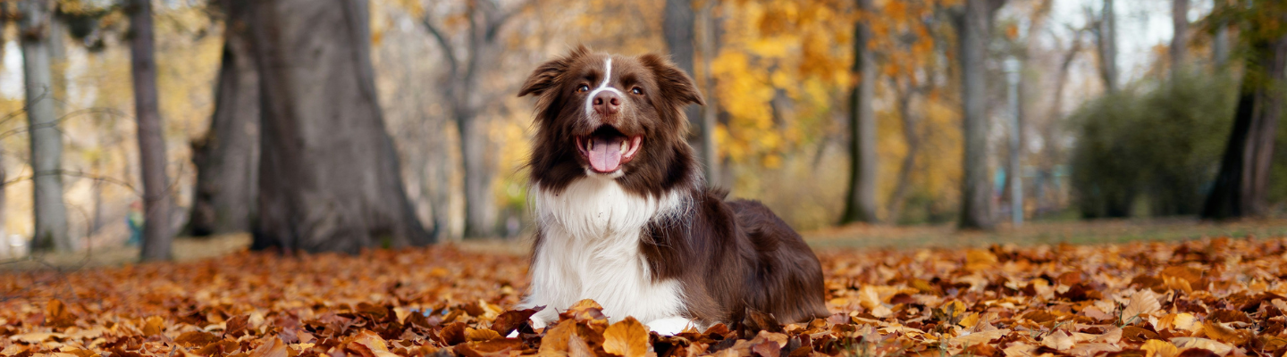 Eight Ways to Create an Autumn Routine for Your Dog