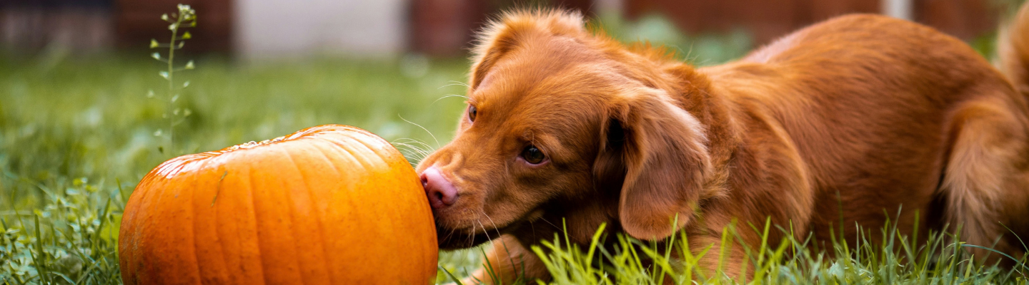 Dog Dos and Don’ts: Fall-Themed Food