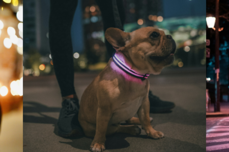 Three dogs being walked outdoors at night, including one wearing a reflective light-up collar and another walking with their pet parent on a city street.