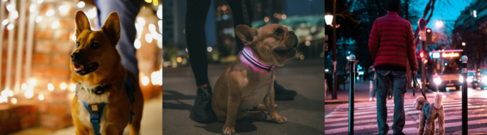 Three dogs being walked outdoors at night, including one wearing a reflective light-up collar and another walking with their pet parent on a city street.