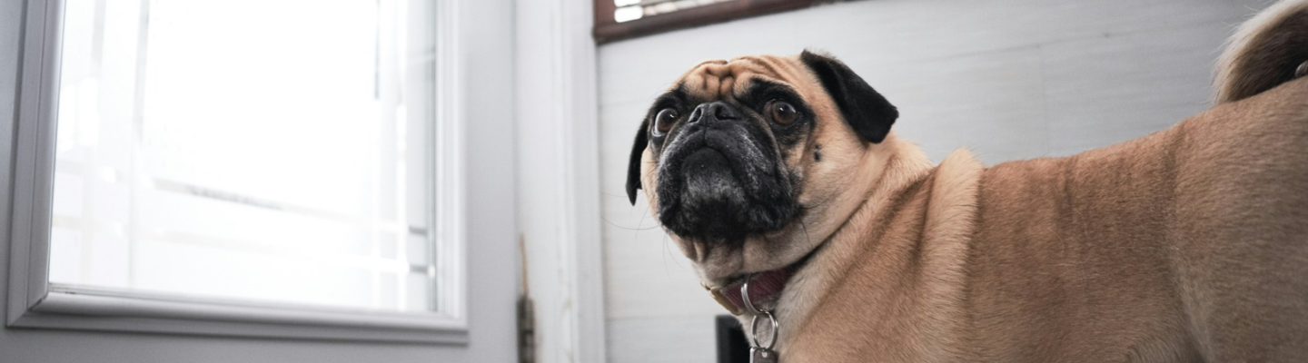 Why Does My Dog Bark at the Doorbell?