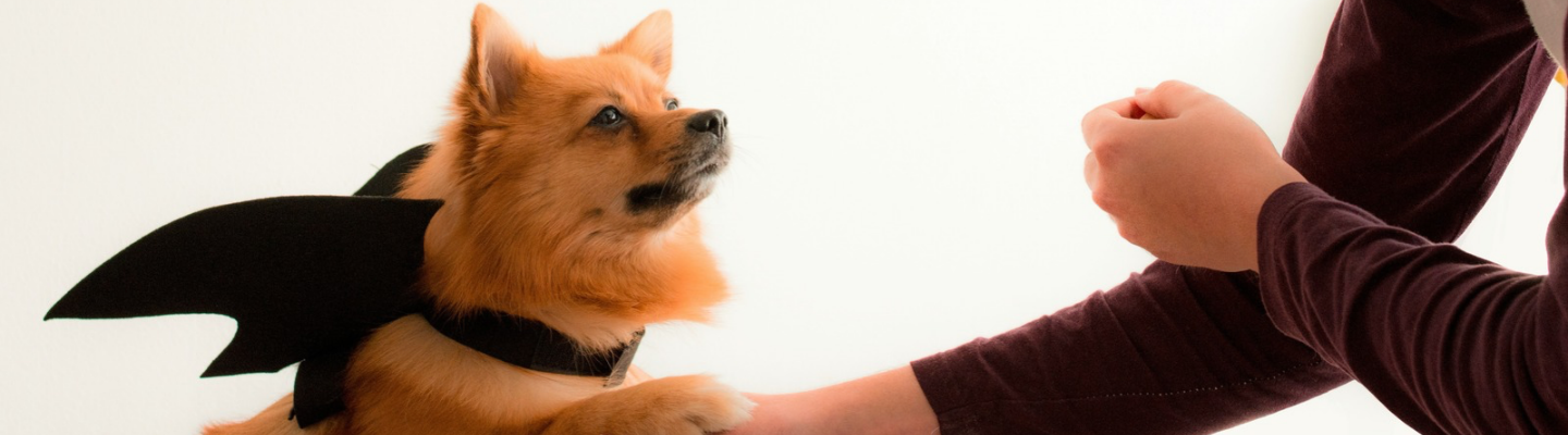 Simple, Low-Stress Halloween Costume Ideas for Dogs Who Don’t Like Dressing Up