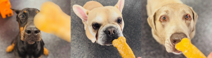 Three dogs about to eat orange pumpkin treat in the shape of a bone at Dogtopia dog daycare